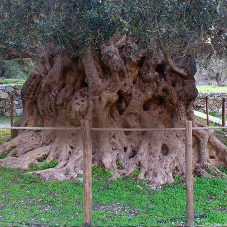 monumental-olive-tree-of-lasithi